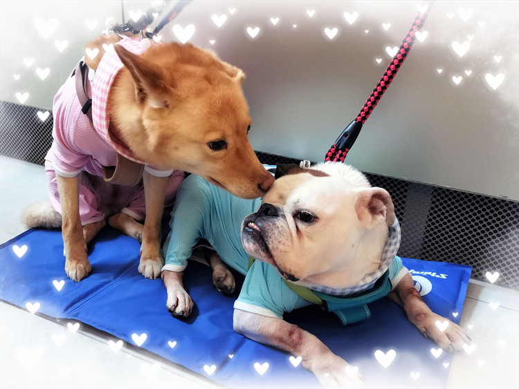 『保護犬から病院のアイドルへ　～仲良し～』