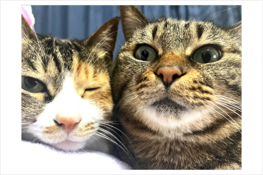 『猫の自撮りみんな違ってみんなが素敵』