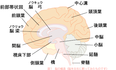 図1．前部帯状回