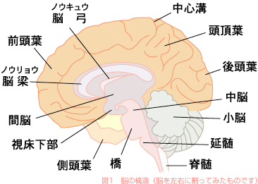 図1　脳の構造（脳を左右に割ってみたものです）