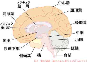 脳科学から見た統合失調症 すまいるナビゲーター 大塚製薬