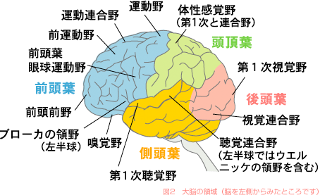 図2　大脳の領域（脳を左側からみたところです）