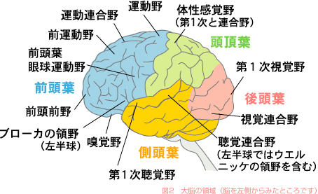 脳科学から見た統合失調症 すまいるナビゲーター 大塚製薬