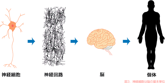 図3．神経細胞は脳の基本単位
