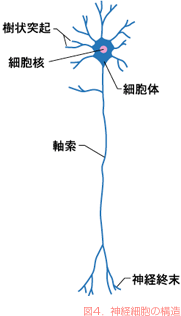 図4．神経細胞の構造