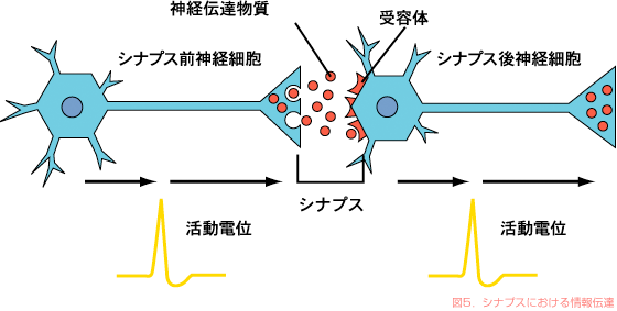 図5．シナプスにおける情報伝達