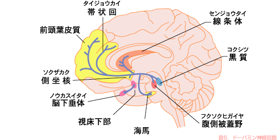 図6．ドーパミン神経回路