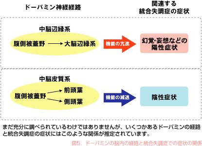 図5．ドーパミンの脳内の経路と統合失調症での症状の関係