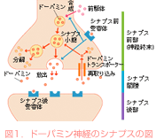 図1．ドーパミン神経のシナプスの図