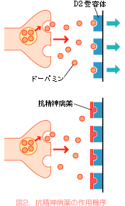 図2．抗精神病薬の作用機序