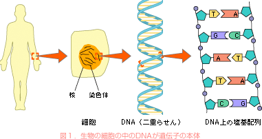 図１．生物の細胞の中のDNAが遺伝子の本体