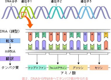 図２．DNAからRNAをへてタンパク質が作られる