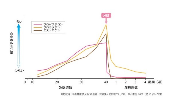 妊娠期間中の女性ホルモンの変動